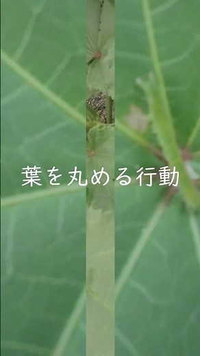 オクラの葉に隠れるハマキムシ発見！害虫対策のポイント #家庭菜園