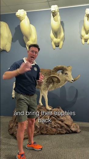 Marco Polo Sheep Full Mount | SIT Species | Splitting Image Taxidermy