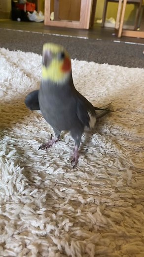 Teaching Your Parakeet to Dance: Step-by-Step Guide