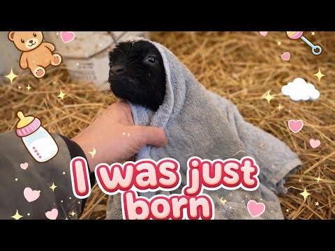 The Wrong Goat KIDDed First… 🤣🐐🤦🏼‍♂️ | Baby goats born, the season has begun 🥰