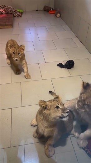 Oleg Zubkov - The Lion Man and His Lions