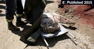 Tiger That Fled Flooded Georgia Zoo Is Killed After Mauling a Man