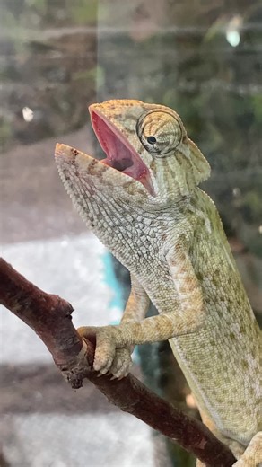 Discover the Unique Vocalizations of Chameleons