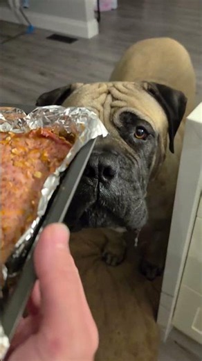 Massive Boerboel x Bullmastiff eats a meat tray #bigdogs #bullmastiff #boerboel #dogshorts