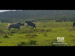 Buffalo Fights a Rhino!
