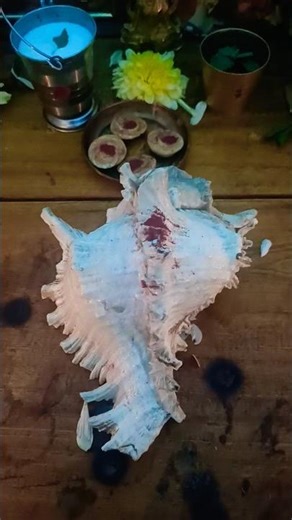 Keeping a conch shell in the puja room is very auspicious, it increases wealth, health, positivit...