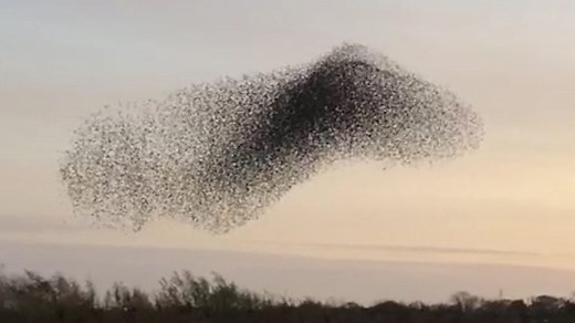 What is a murmuration - and why do starlings do it?