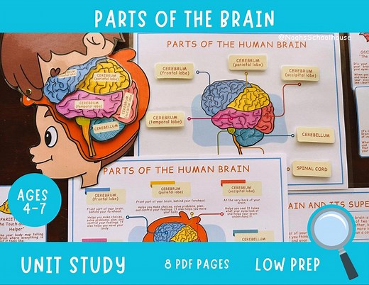 Brain Anatomy Printable: Kids Homeschool Learning Pack (PDF Download - Etsy