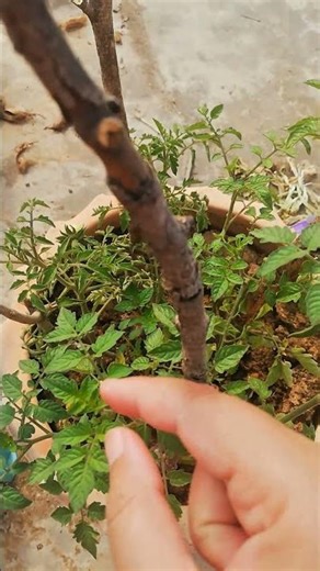 Tomato Plant Growth Stages & Growing Tips Guide #shorts