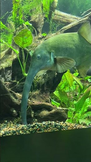 Elephant Nose Fish The Bizarre Genius of Freshwater!