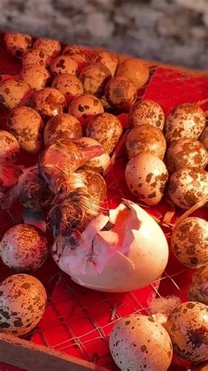 That's why don't use small eggs for hatching