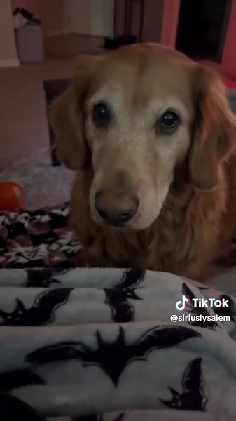 Understanding Dog Begging Behavior: Why It Happens