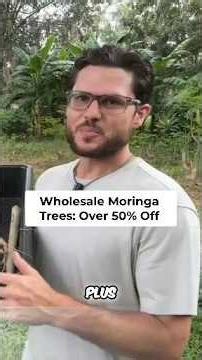 Moringa Trees: Bulk Deal & Propagating Secrets Revealed! #shorts