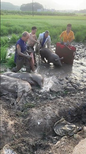 I Safely Loaded a Pig onto a Truck in JUST 10 Minutes