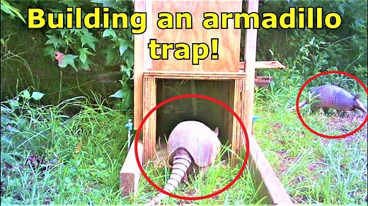 3.7K views · 337 reactions | I build an armadillo trap in hopes of...