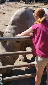 Rhino blood draw process unveiled Partner: wildvet_em IG: https://www.instagram.com/wildvet_em/ TT: https://www.tiktok.com/@wildvet_em | Awesome