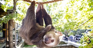 Cheyenne Mountain Zoo remembering Hoffmann's two-toed sloth Bean