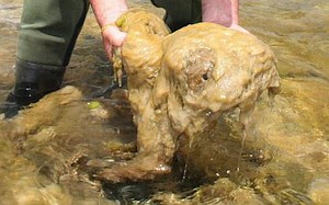 Nature's Grossest Creatures