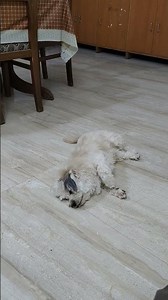 Too fluffy to handle—fresh out of the bath and loving it!"