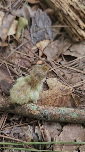 blue and red button quail chick cute baby farm animals Homesteading