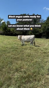 We’ve got two black angus identifying cattle ready for pickup 😂 #rutherfordlandandcattle #cattleranch #texascattle #ranchlife #reels #cattle #ranchhumor #blackangus #charolais | Rutherford Cattle