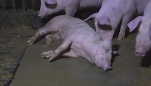 A sick and injured pig lies and bounces in a pool of urine and feces. He is paralyzed, unable to get up. The cruelty and violence carried out there, as well as the terror suffered by the animals, is common to all sites, is an intrinsic part of the system of animal exploitation, and happens all over the world. How long are we going to justify it to ourselves with the lie of a humane animal farming? 🎥 Nettverk for dyrs frihet | Animal Save Movement