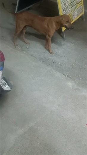 meet my new Friends at night #dogshorts #doglove #streetdog