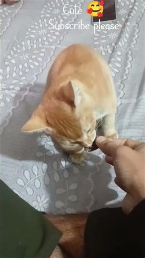 বিড়াল 🐱🐈 #unfrezzmyaccount #unfrezzmyaccount #unfrez #love #lovesongs #support #viral #subscribe