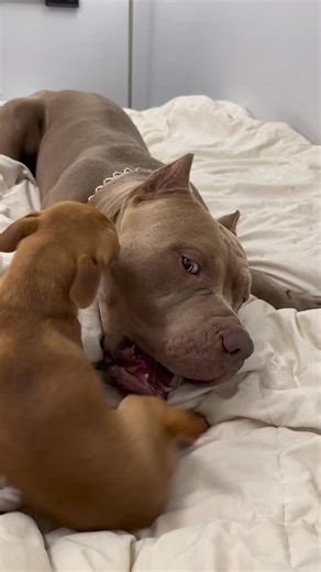 Milton & Kezler on Instagram: "5 lbs (2.3 kg) Chihuahua Milton vs 100 lbs (45 kg) XL American Bully Kezler 🐾🥊😂 #dog #dogsofinstagram #chihuahua #chihuahualovers #pitbull #americanbully"