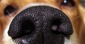 This 3D printed dog nose is capable of detecting explosives
