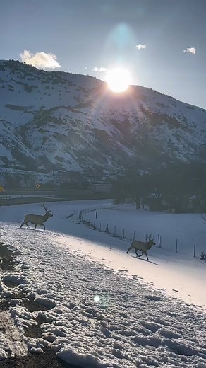 Poor Elk tried to jump the fence and got stuck. Also lost one of his big antlers. Keep up for next videos on the rescue. #wildlife #elk #rescue #utah