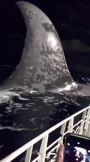 Terrifying Moment: Giant Unknown Ocean Creature Surfaces Near Boat