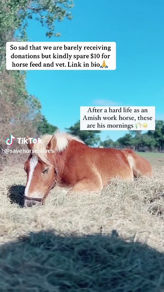 So sad that we are really low on donations but kindly spare $10 for horse feed and vet. Link in bio 🙏please #horses #wildhorses #endhorseslaughter #equine