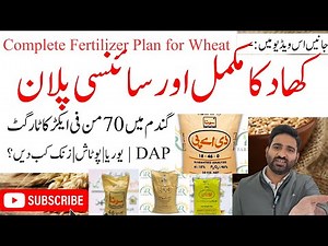 Complete Fertilizer Plan for Wheat | Increase Yield Up to 70 Mund per Acre | Complete Guide 2025-26
