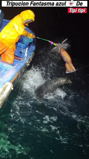 Squid fishing - Tipi tipi Fighting with the Sea Lion #fishing #pesca #fish