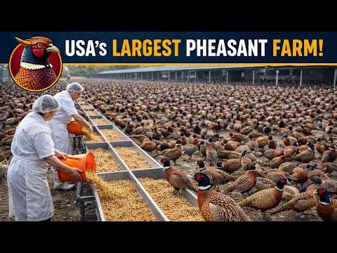“Inside the Giant Pheasant Farm Feeding America’s Hunters – $5M+