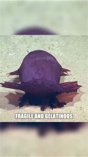 A Ghostlike Drifter in the Sulu Sea #science #discoverph #facts #philippines