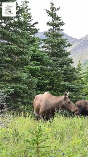 Majestic Moose Encounters Wildlife Wonders in the Wild! #wildlife #nature #moose