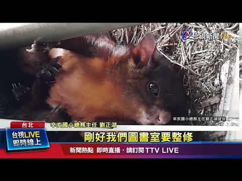 辛亥國小圖書館外「飛鼠定居」 外媒也來取景