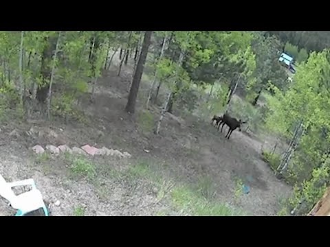Colorado man survives moose attack