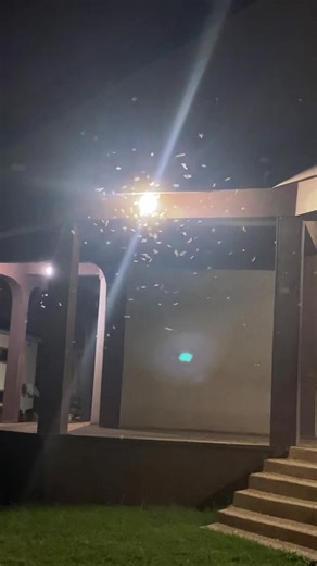 Exploring Insect Names Around the World