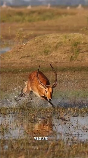 Lion Hunt vs Jaguar Hunt | Predator vs Prey | Wild Animals Hunting Compilation🦁 🐆 #Shorts