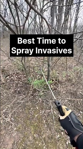 Best Time to Spray Bush Honeysuckle and Autumn Olive