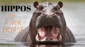 115K views · 5K reactions | facts about hippos | Hippopotamus facts...