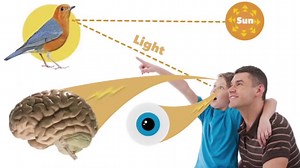 The science behind optical illusions explained