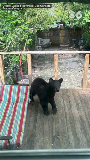 Bear safely secured after being spotted on rooftop in Richmond neighborhood