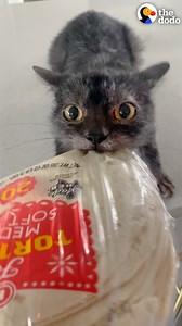 9M views · 96K reactions | Cat keeps attacking his parents' food so they do this! | The Dodo | Facebook