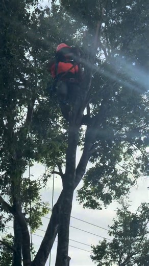 📍Brisbane & Logan Tree Services, Get A Free Quote 🌳 | OnTime Landscape & Tree Maintenance