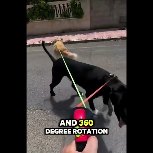 Best Dual Dog Leash 2025 🐶 | Tangle-Free Walking Made Easy