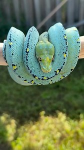 2.9K views · 2.8K reactions | Check out this phenomenal looking green tree python at @_hyperchondriak_! 朗 TRR is made possible by @redlineshipping #greentreepython #moreliaviridis #chondropython #python #snake #reptile #reptilepets #reptilefanatics #reptilekeeper #herpetology #herpetoculture #thereptilereport #thereptilereportofficial | The Reptile Report | Facebook